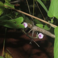 Ipomoea eriocarpa R.Br.